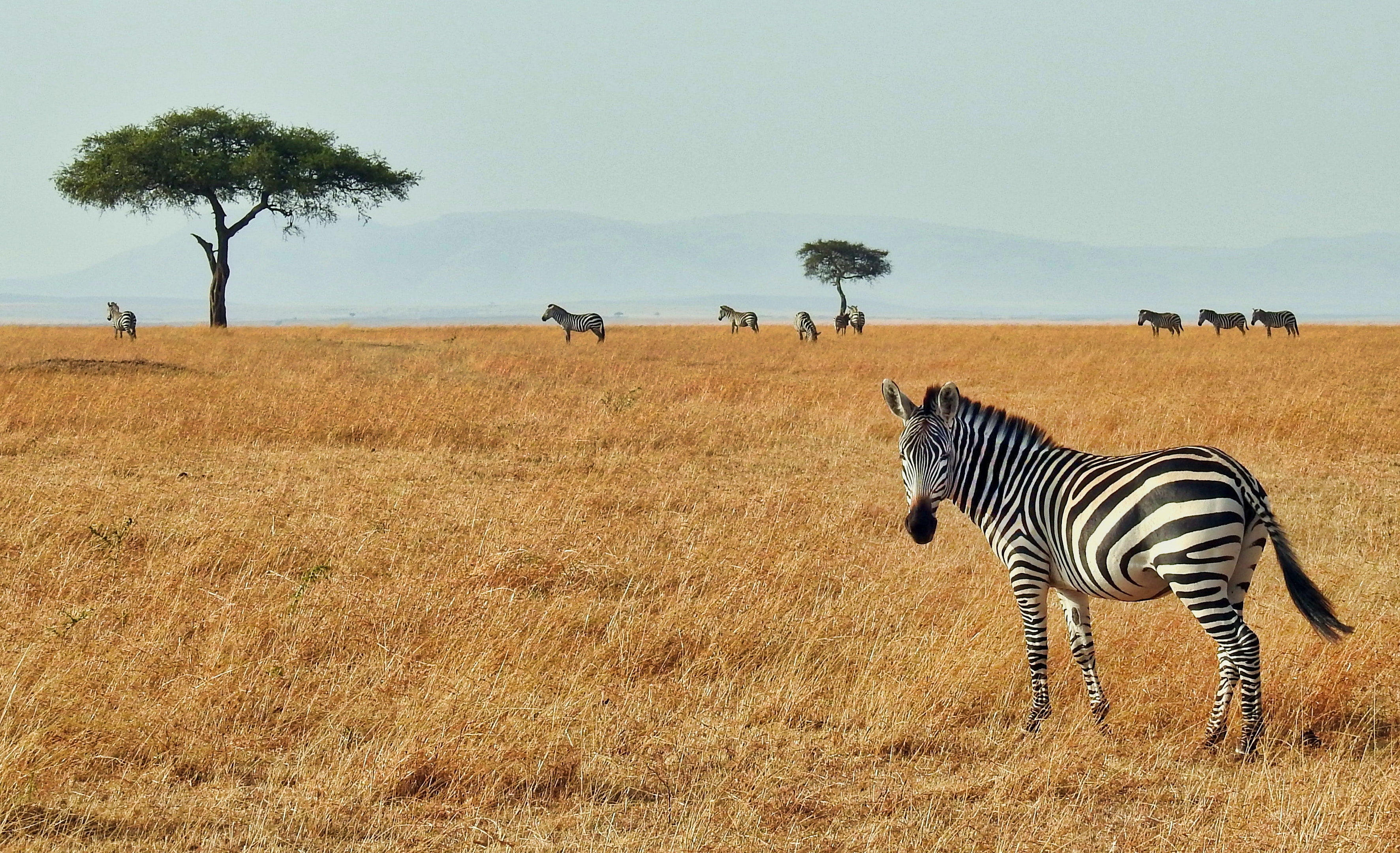 Kruger National Park – Skab minder for livet